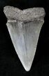 Large Fossil Mako Shark Tooth - #20757-1